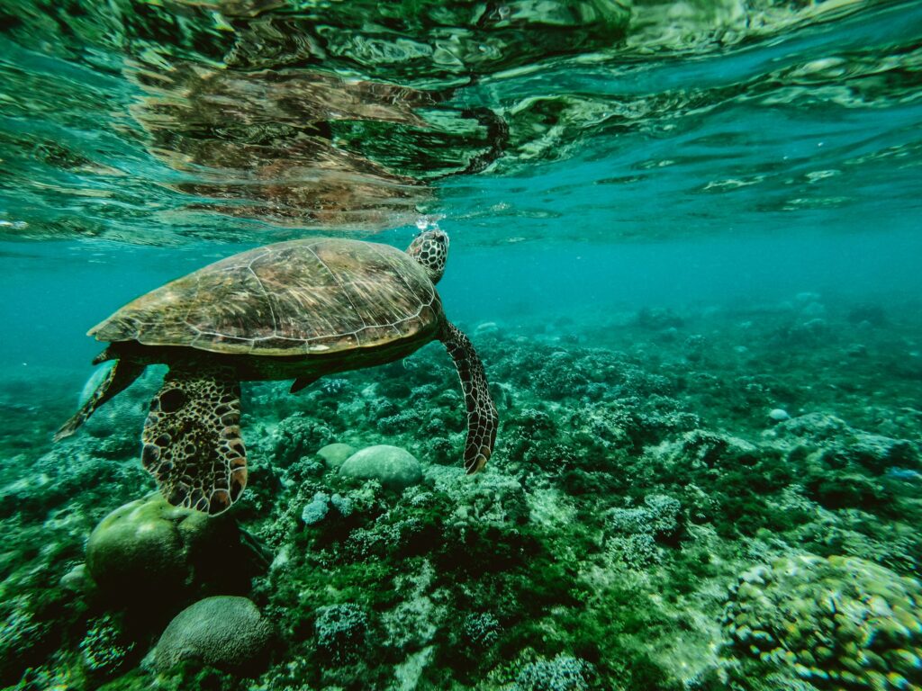 Tortuga en arrecife de coral